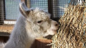 Unterstützung des Hospizes Lebensweg, Alpaka Cremchen, Alpake Patenschaft
