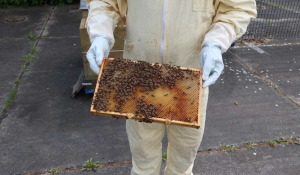 Bienen aus einem Stock